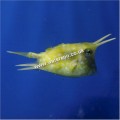 LONGHORN COWFISH